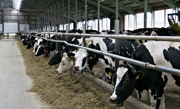 مراکز پرورش دام